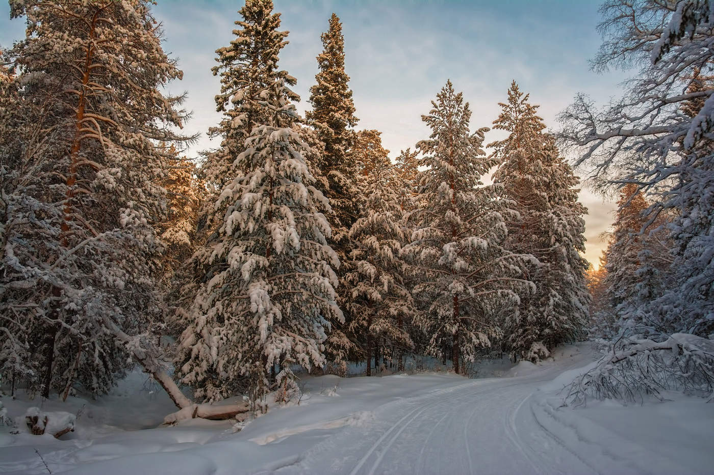 Старый зимний лес вечером