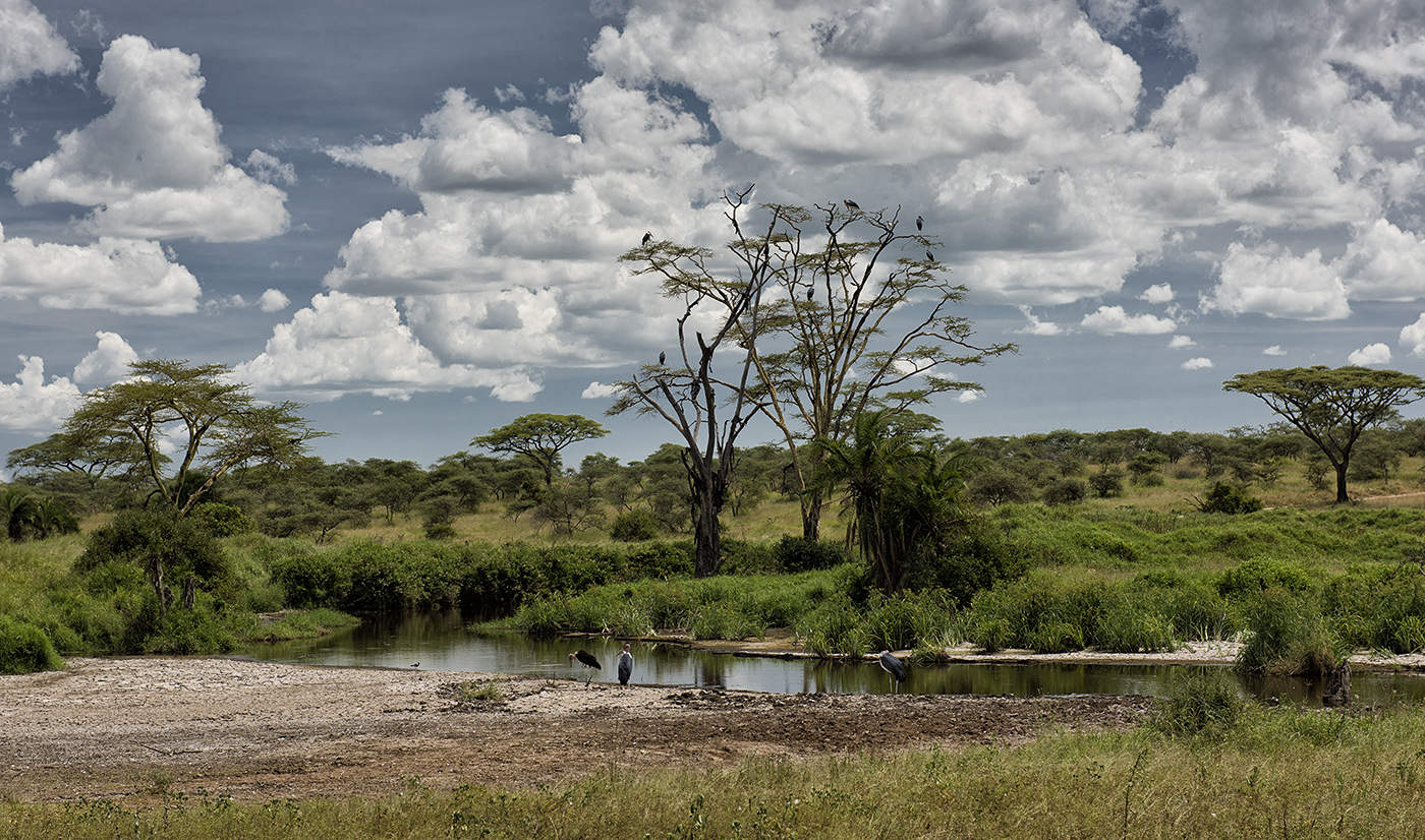 национальный парк в танзании