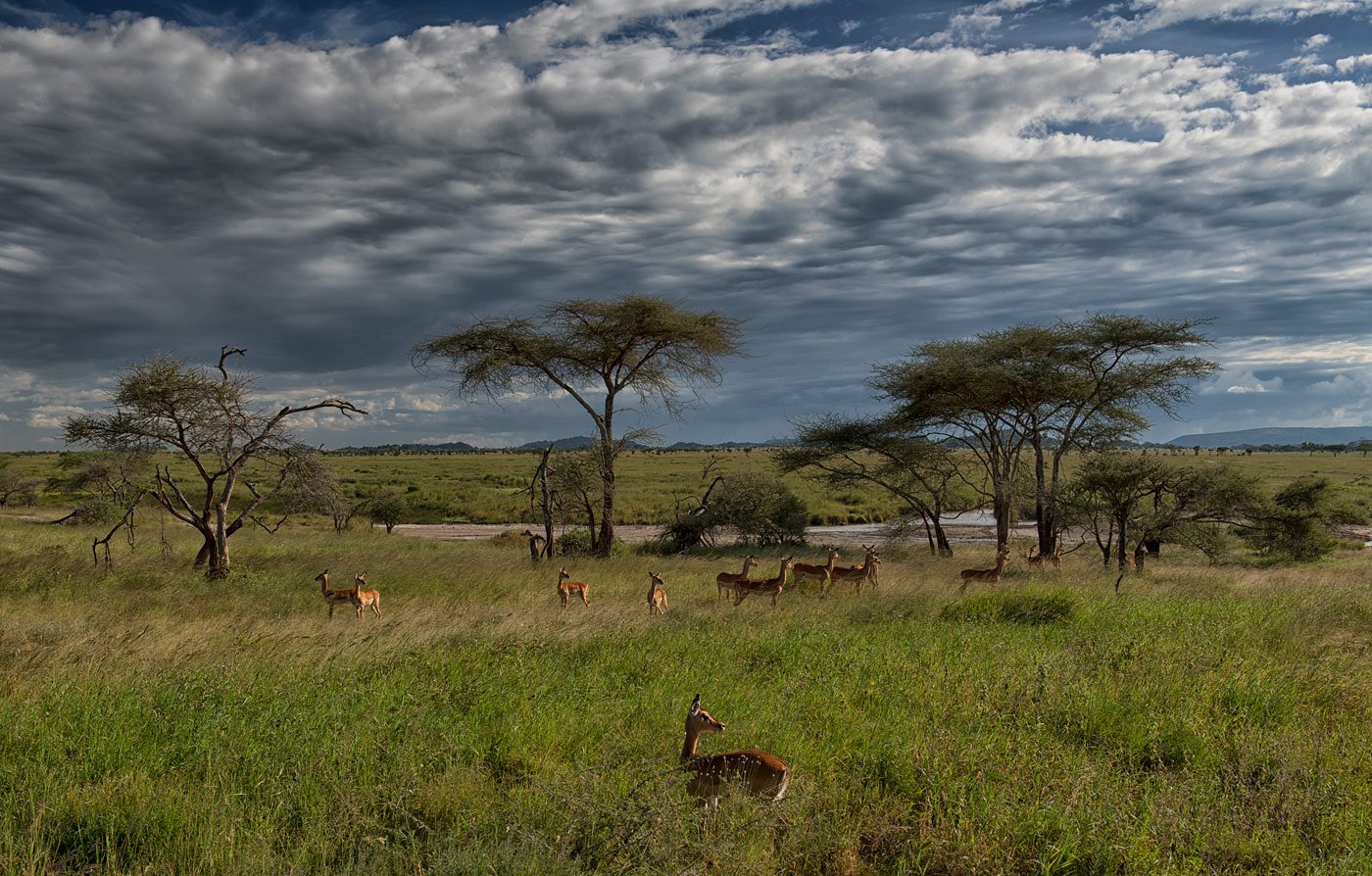 Половина материка занимают саванны и редколесья. Национальный парк Серенгети Танзания. Саванна Серенгети. Национальный парк Серенгети национальные парки Танзании. Ландшафт Серенгети.