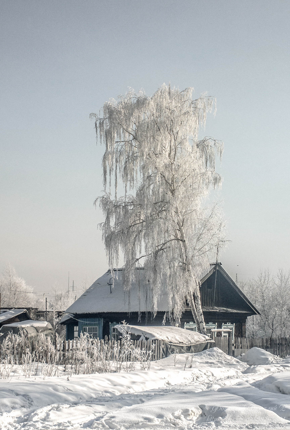 береза в снегу у дома (92) фото