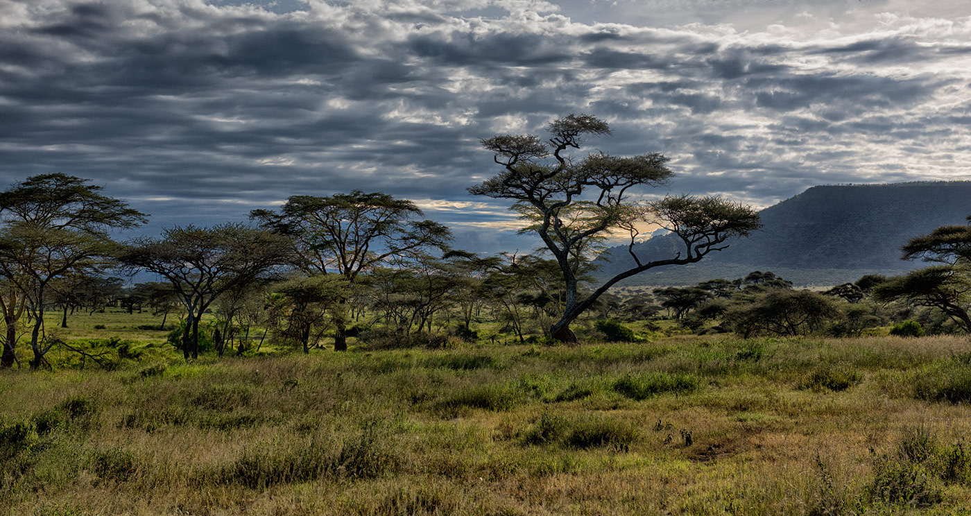 Саванной восточной африки. Саванна Серенгети. Национальный парк Серенгети Танзания. Ландшафт Серенгети. Саванна Восточной Африки Савана.