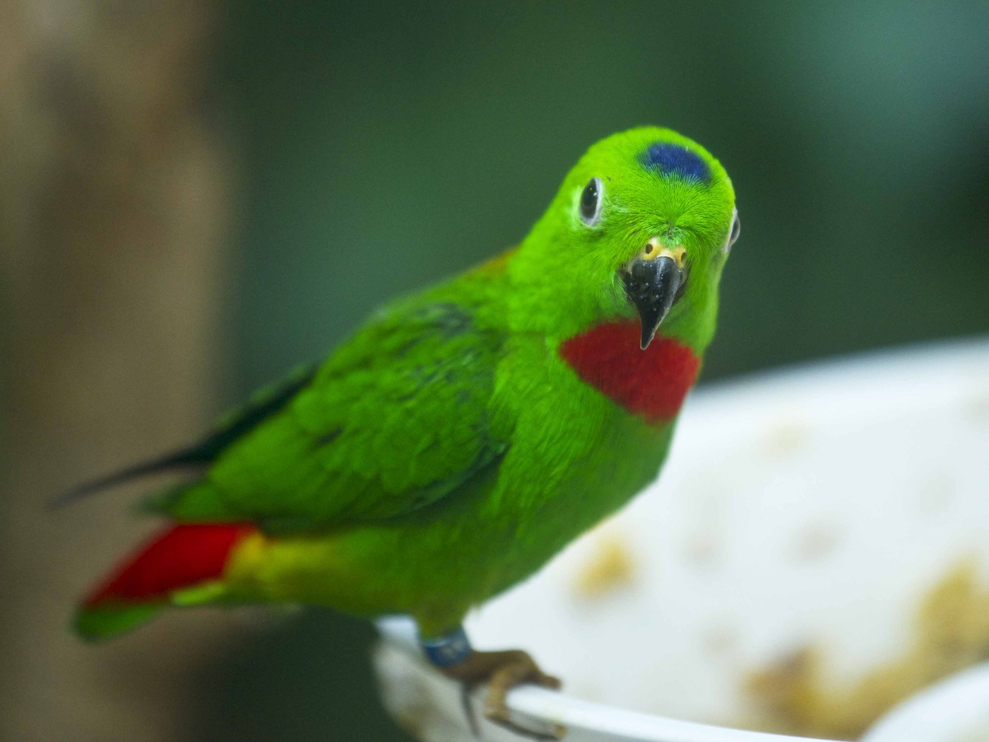 Попугай зелёный с красной головой