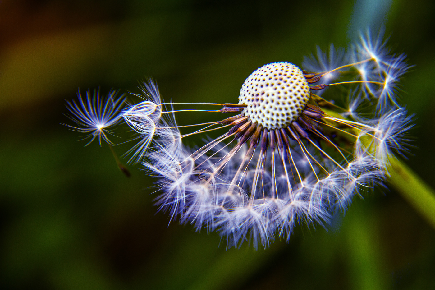 Кульбаба одуванчик. Одуванчик новокамчатский. Арт объект одуванчики. Одуванчик автор. Одуванчик картинки для детей дошкольного возраста.