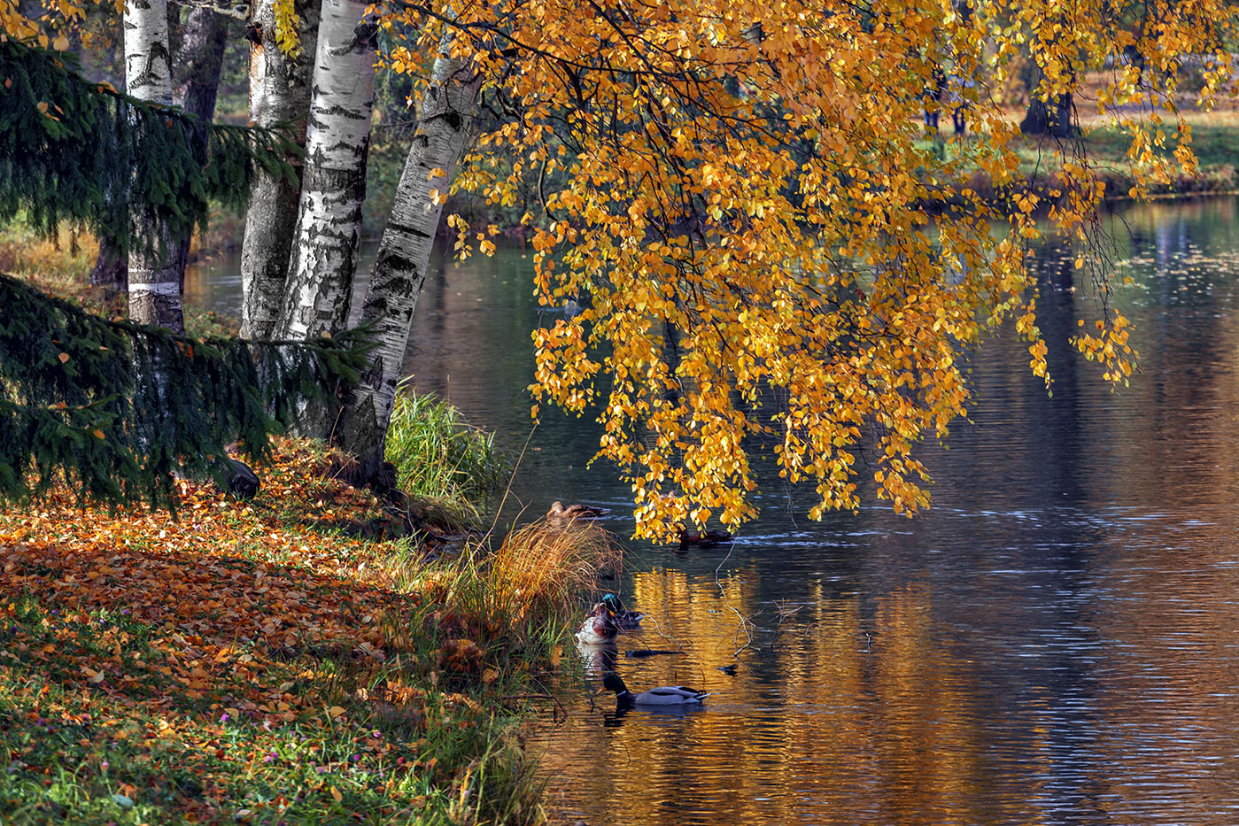 Золотая осень на пруду