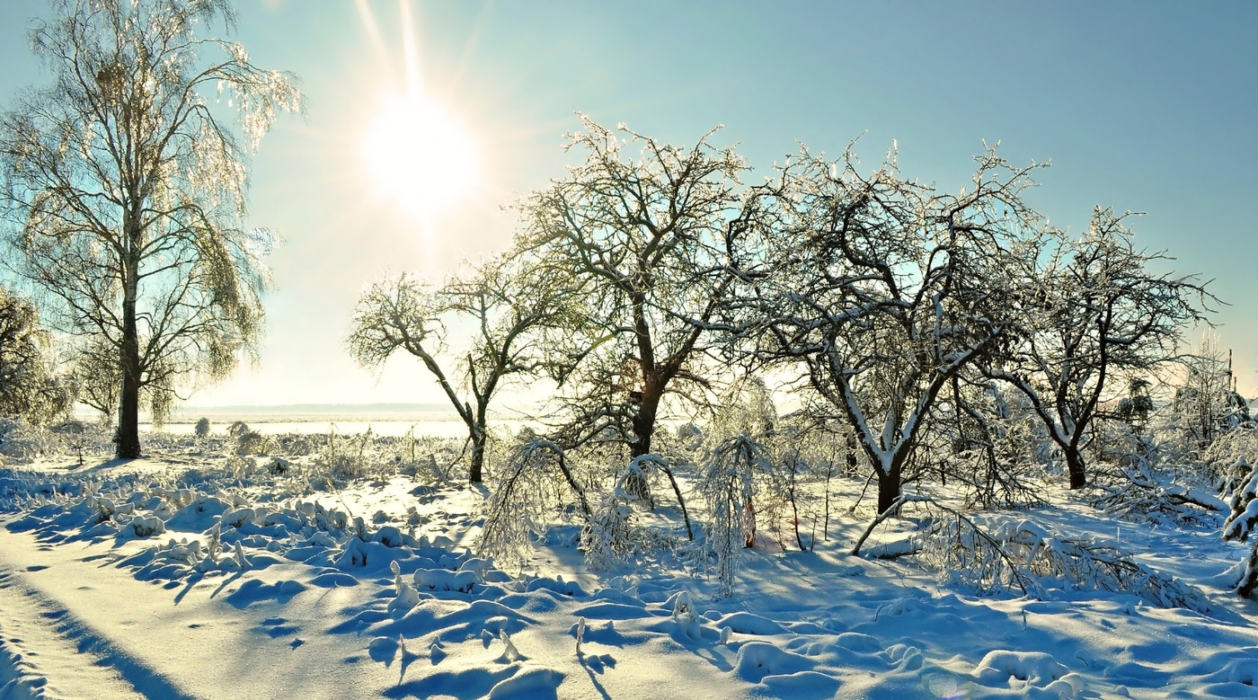 морозное солнце. белое солнце зимы. деревья в снегу. зимний день. заснеженные деревья.