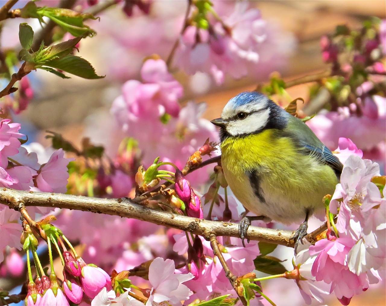 Птицы весной фото