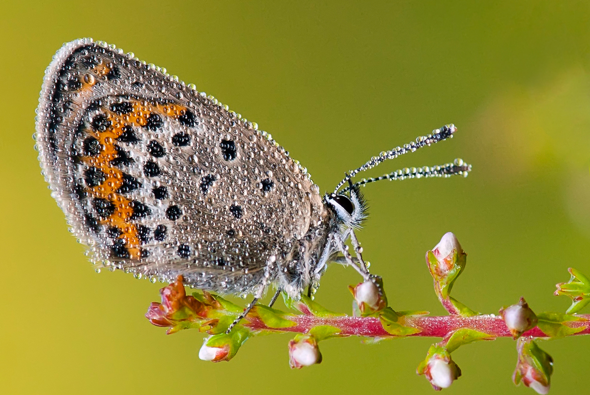 Бабочка автор. Писатель в бабочке. Перламутровка эвфросина бабочка. Бабочка автор. Бабочка автор.