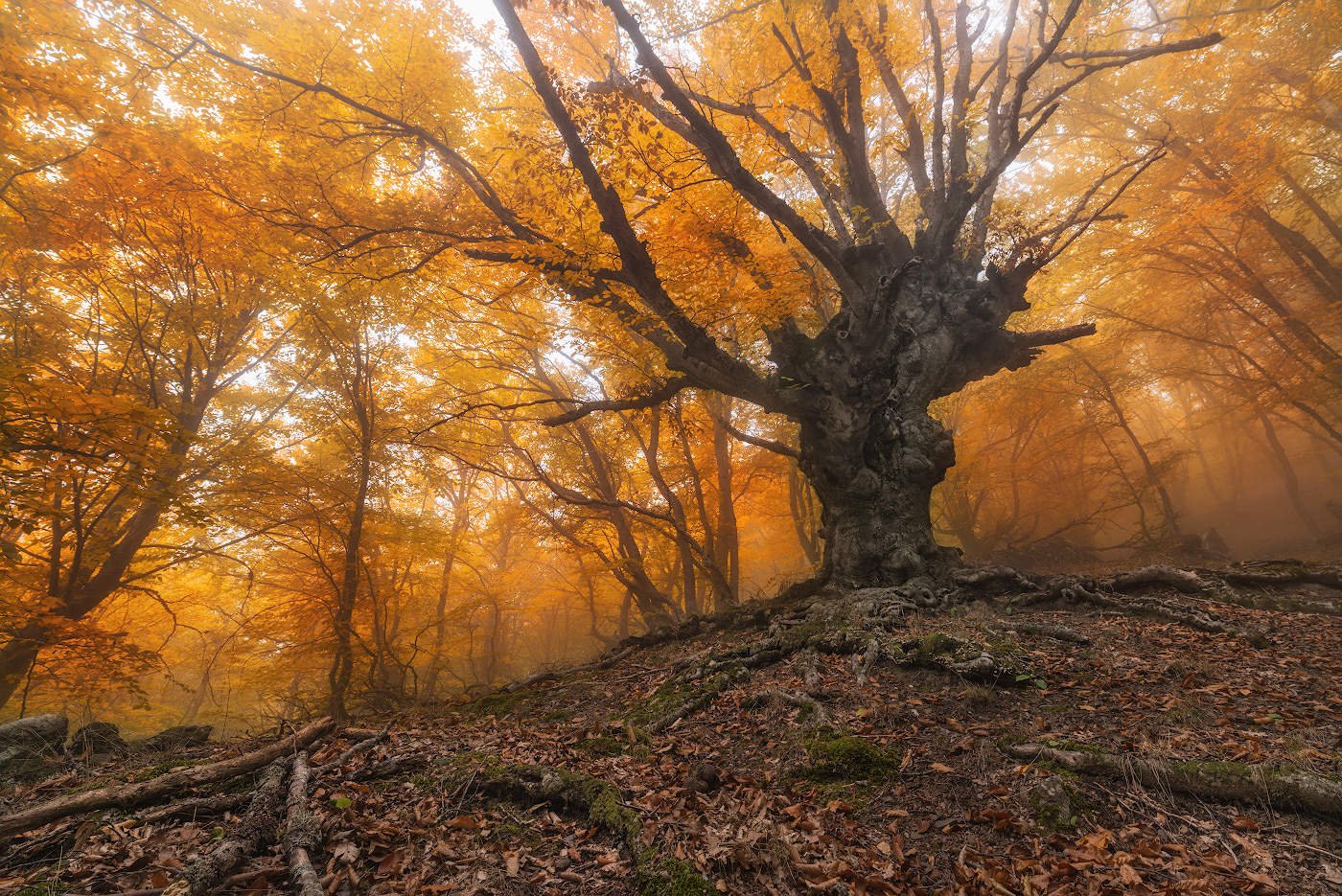 Лесов Таинственная Сень Фото – Telegraph