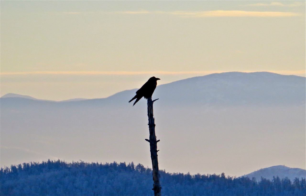 Crow mountains. Гора ворон Иркутская область. Ворон в горах. Сердце горы вороны. Горный Страж фото.