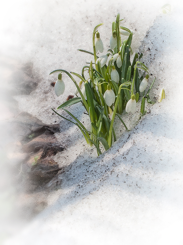 Снежок подснежник. Цветы из под снега.