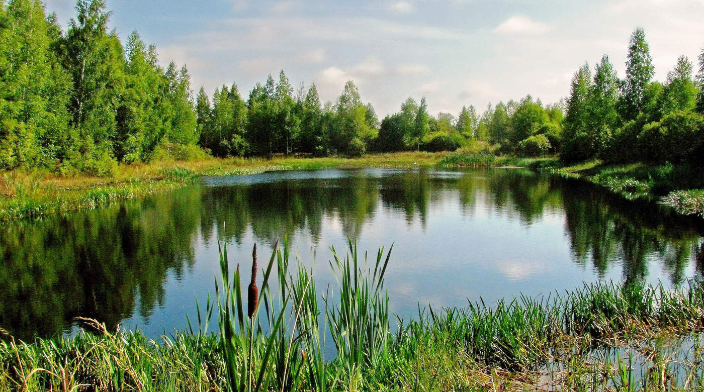 Скупые озерца. Озерцо река Белоруссия. Лесное озеро Сайгатово. Озеро Лесное Татарстан. Лесное озеро Куйвози.