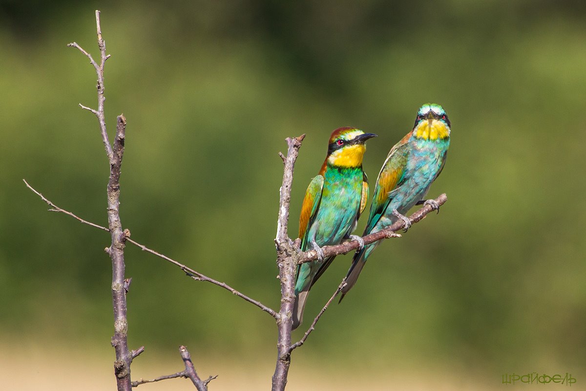 Шрайфель фото птицы