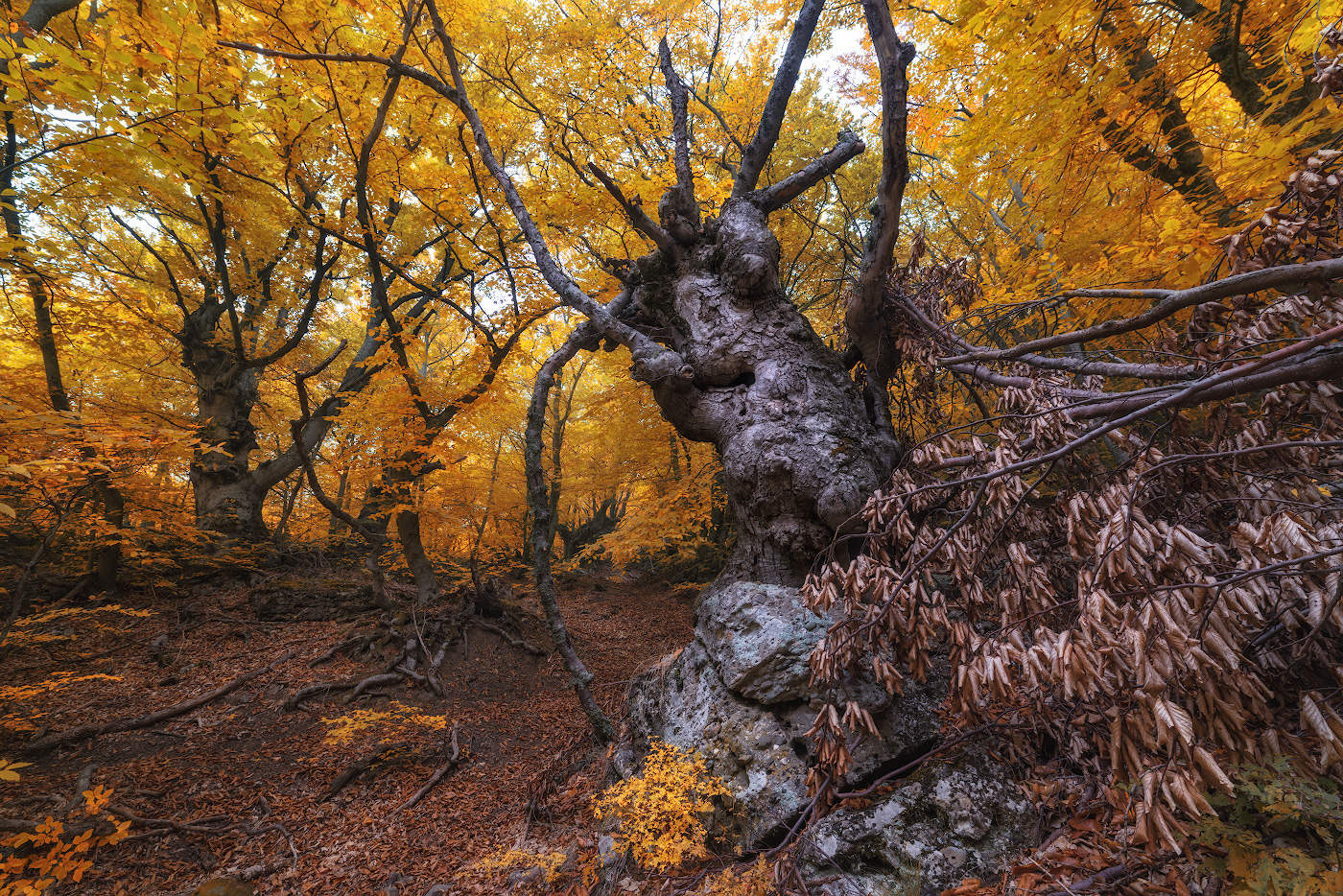 Осенний лес Демерджи