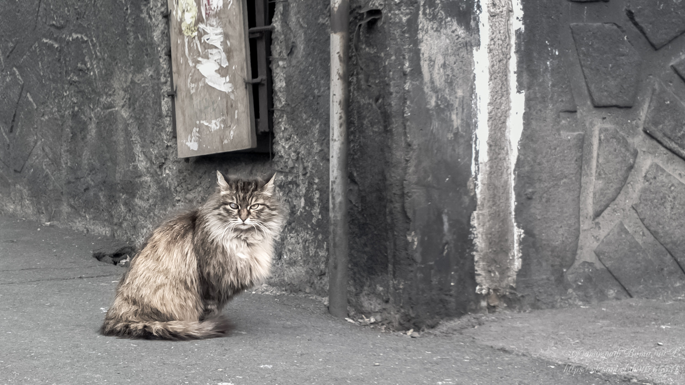 Суровые коты донбасса