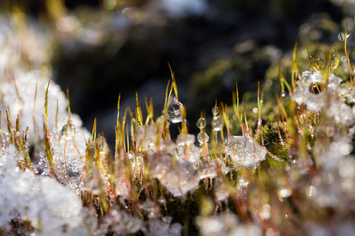 весенним мхом. лишайник сфагнум. северный мох ягель. лишайник ягель зеленый. ягель в карелии.