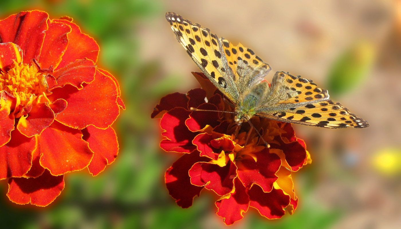 Мотылёк осенний золотой фото бабочка