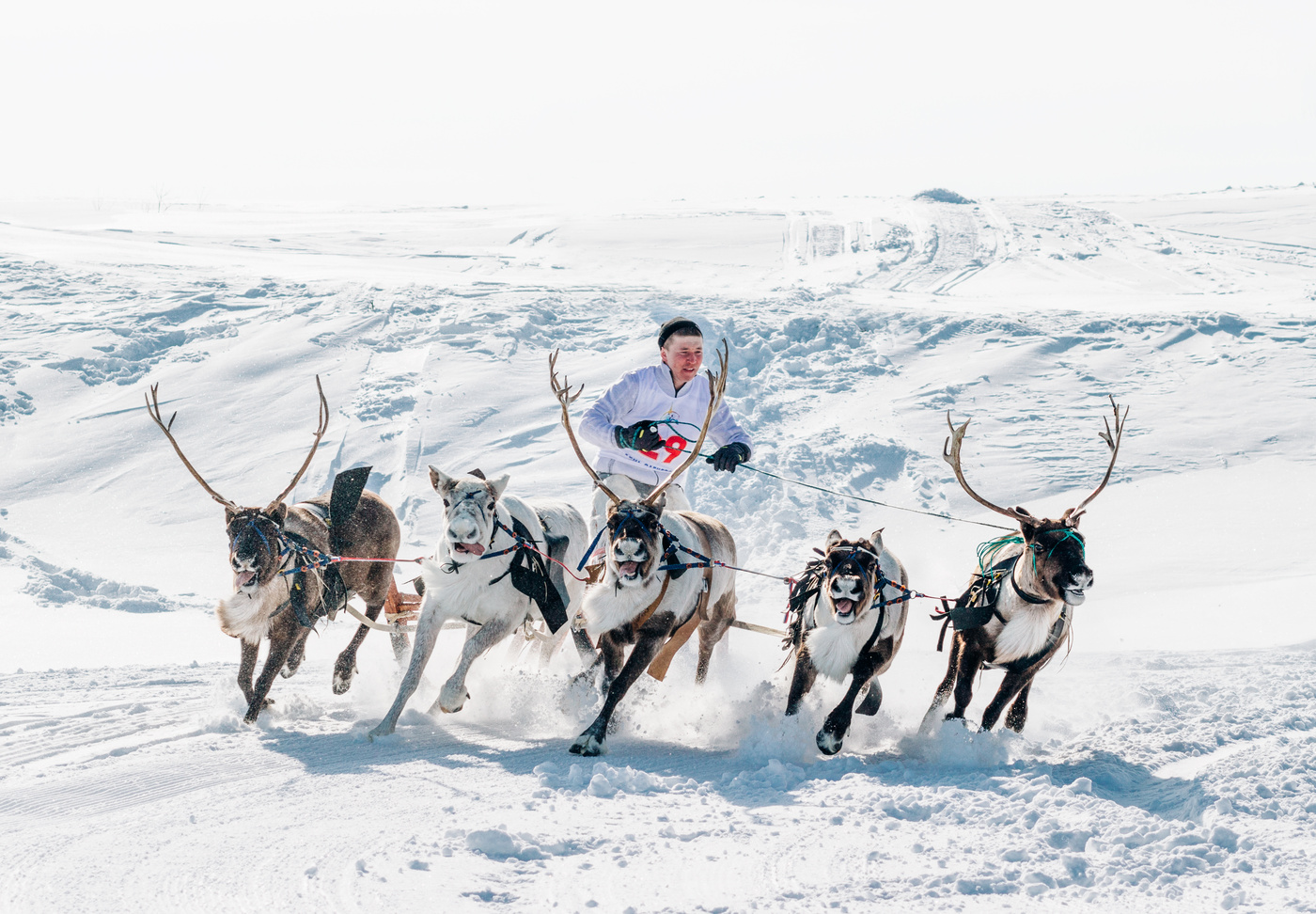 Катание на олене. Праздник севера Мурманск гонки на оленьих упряжках. Оленья упряжка. Гонки на оленях. Праздник чевпра гонки на ооенях.
