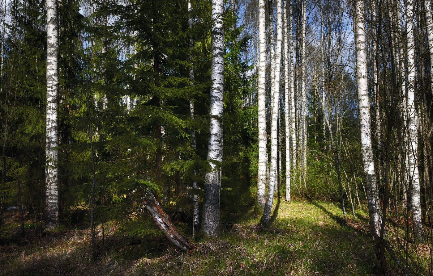 Леса Новгородской области