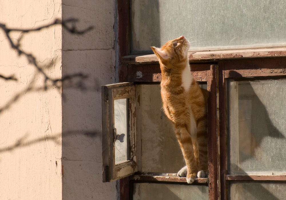 Окно пахнет. Кот окно Весна. Кот ждет весну. Мартовский кот на окне. Кот на окне весной.