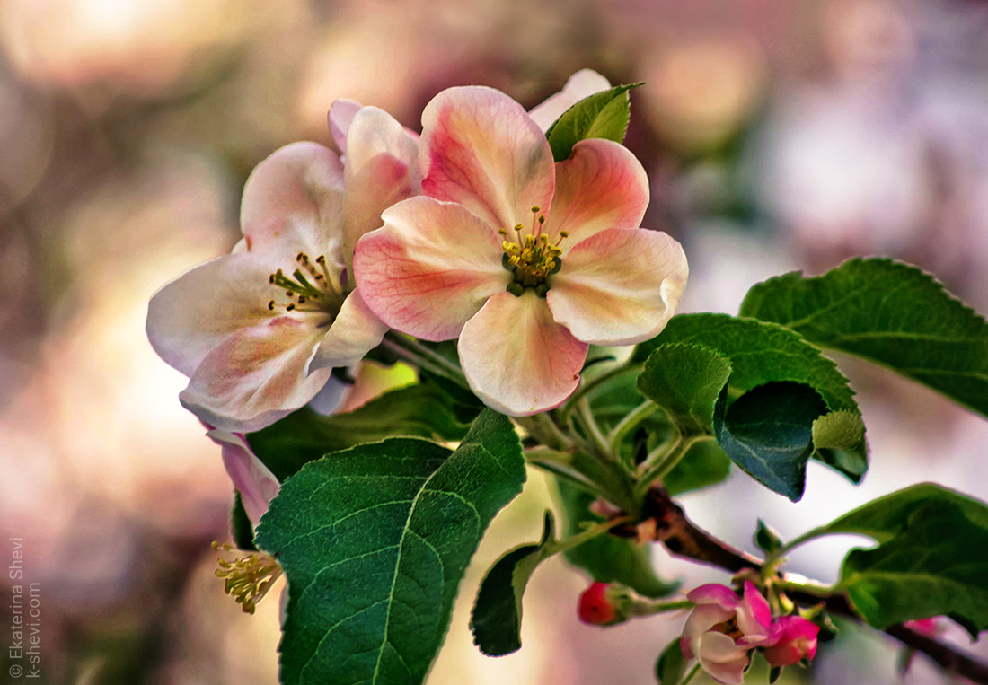 Цветы яблони фото