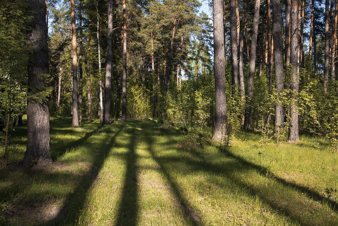 Прогулка по лесу. Прогулки по лесу. Лесная прогулка. Прогулка в хвойном лесу. Гулять по лесу.