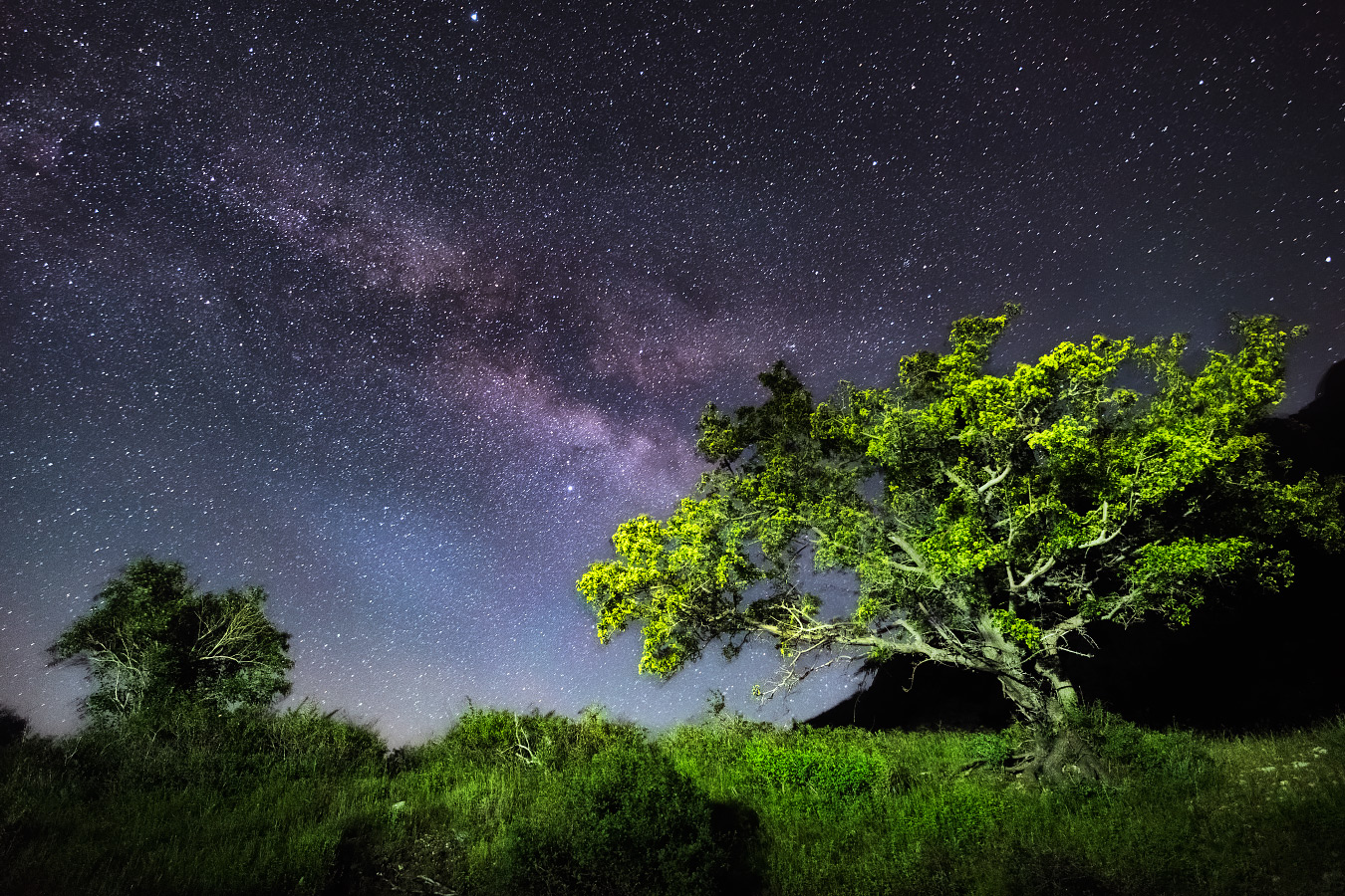 Фото ночного дерева