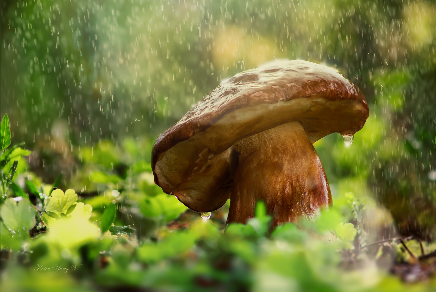 Летний грибной дождь