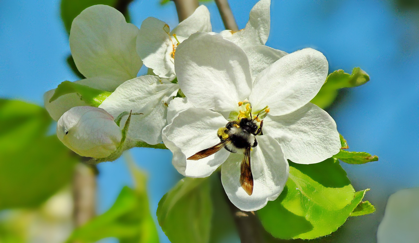 Пчела На Цветке Яблони