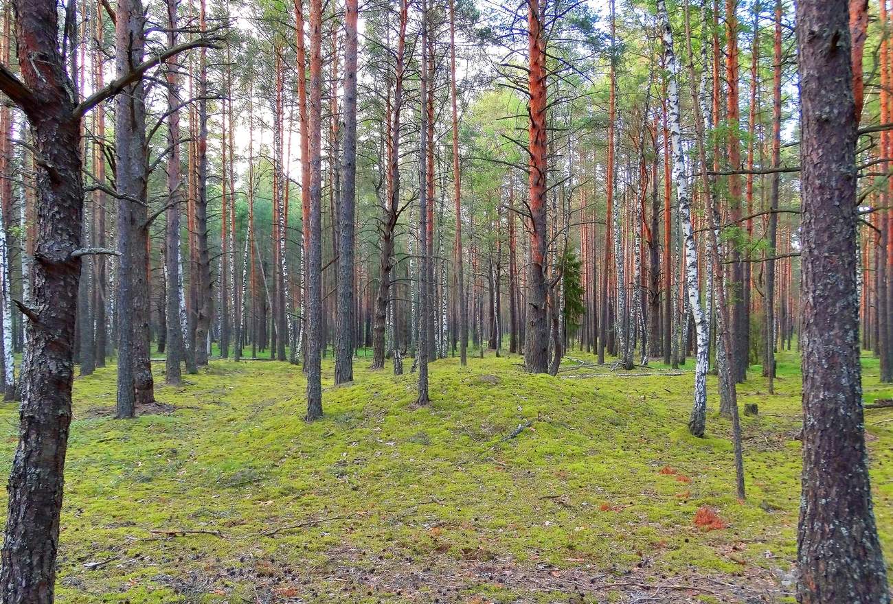 Пермские дремучие леса