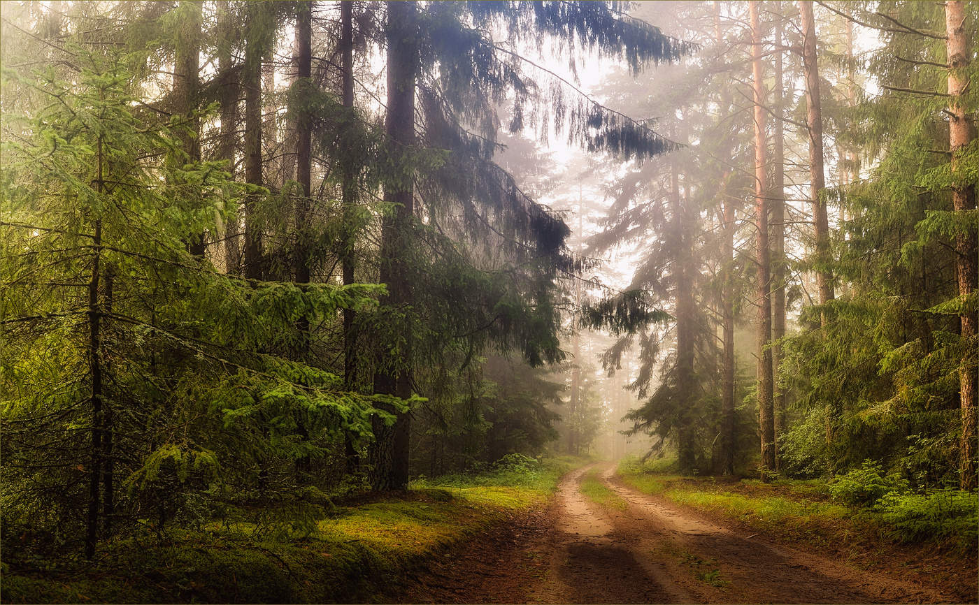 Лесной беларусь. Белоруссия природа на лесу. Красивый лес. Густые леса Беларуси. Белорусский пейзаж.