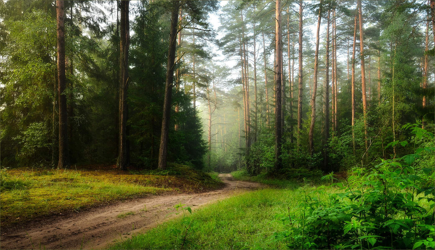 Сосновый лес Беларусь