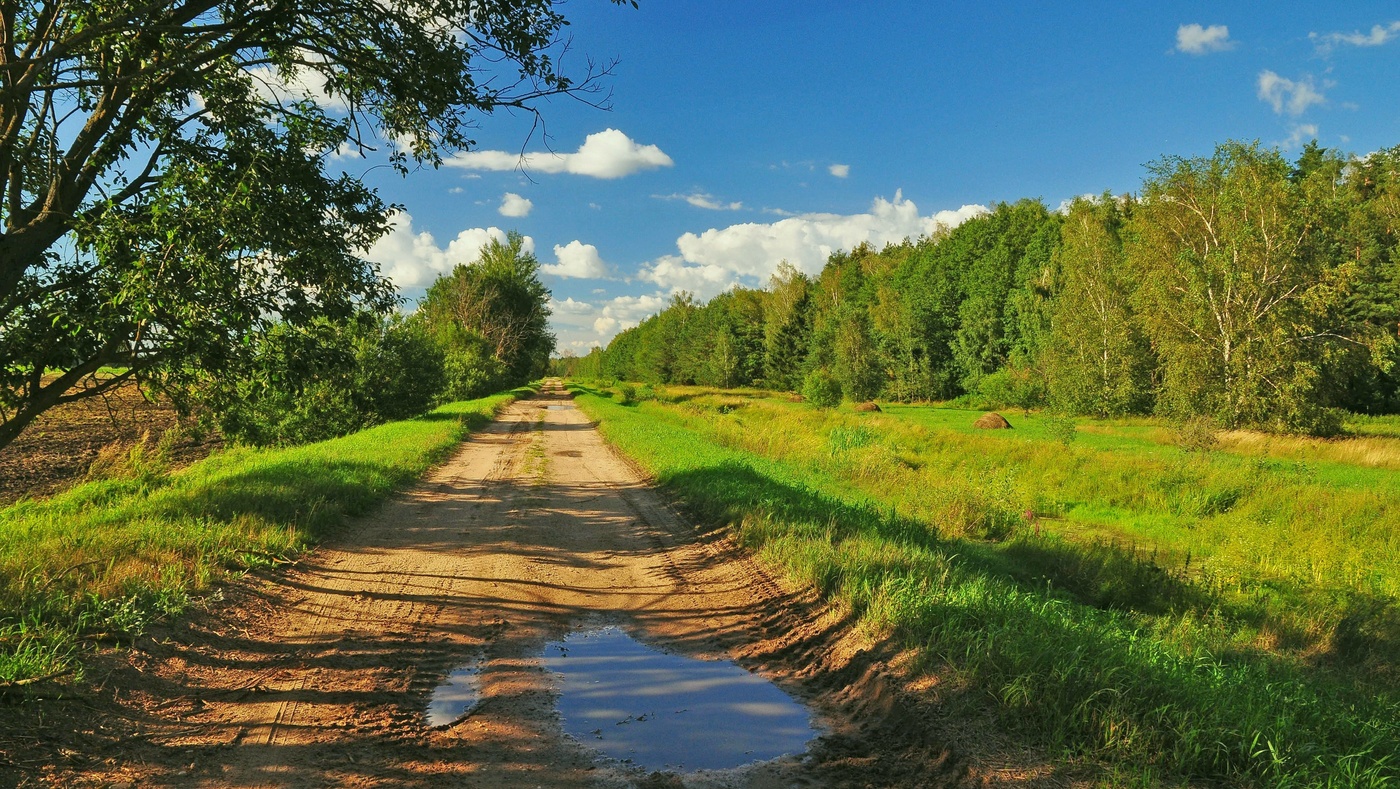 Лес Проселочная дорога Россия