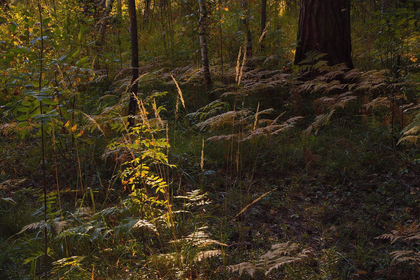 Красивый лес август в Подмосковье