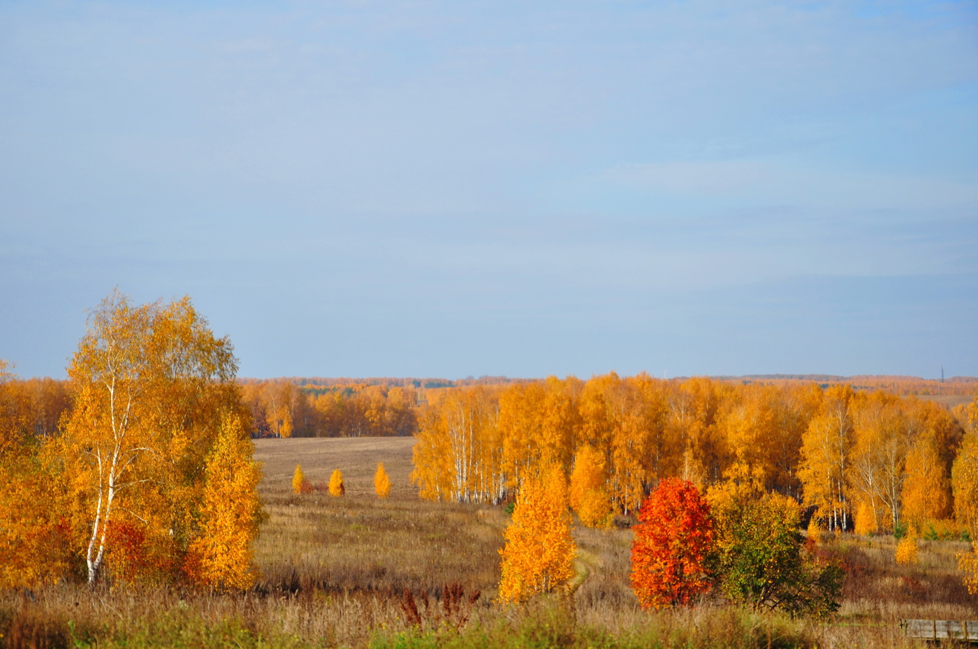 Прощальная краса. Пышное природы увяданье. С. Пушкина «унылая пора! очей очарованье!. Прощальная краса.