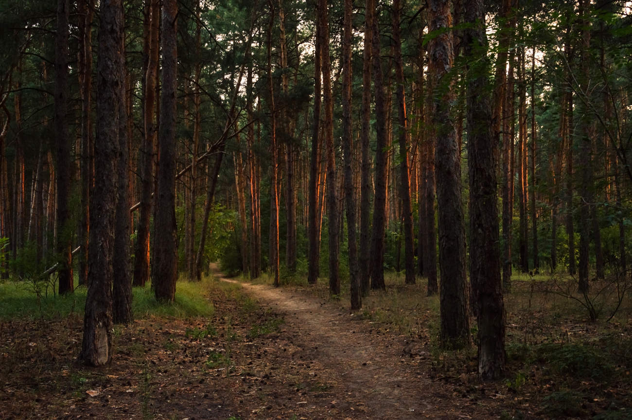 Обл лес. Вологда лес. Лес Вологодской области. Сосновый лес тропа Дубна. Леса Вологды.