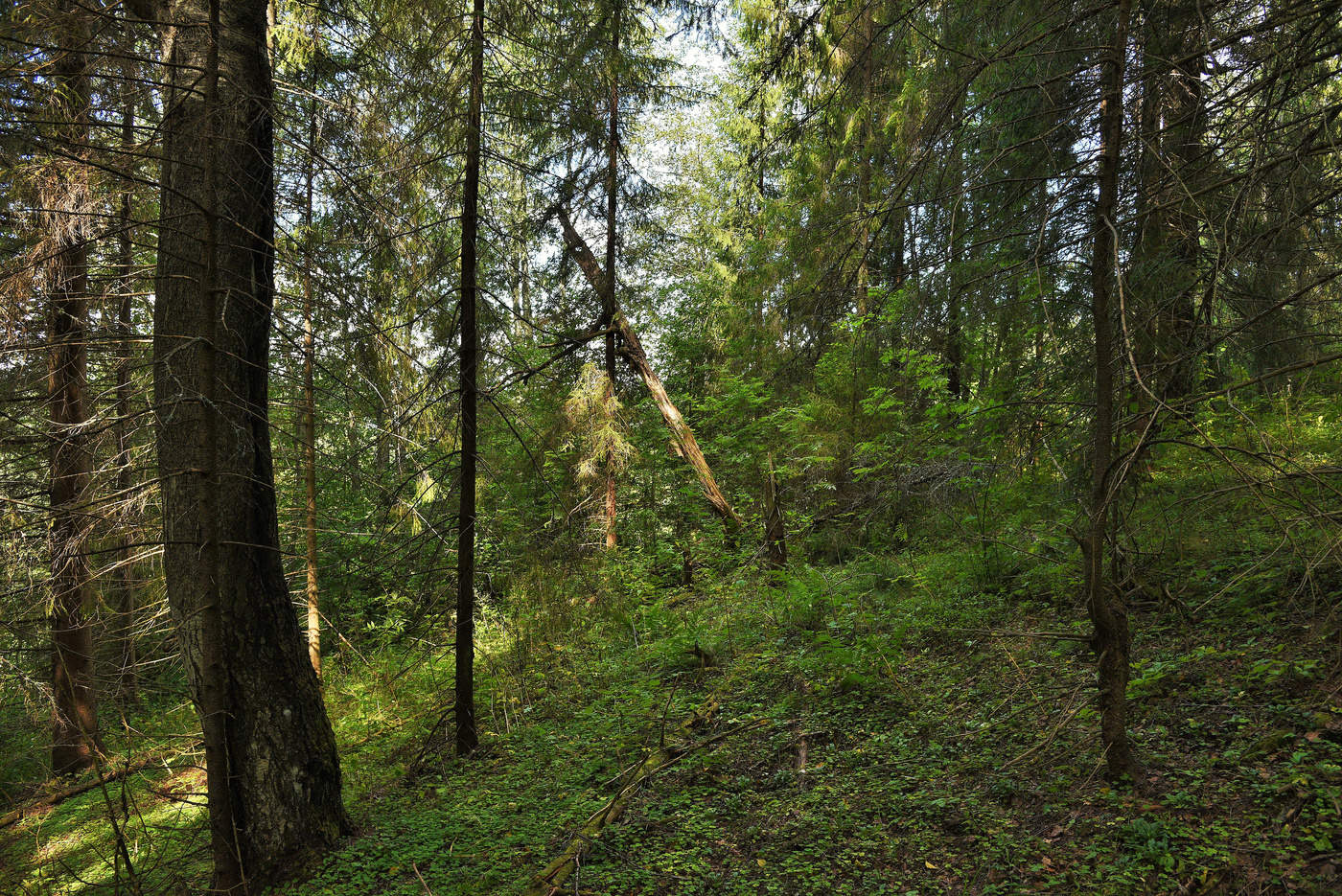 картинки лес шумит