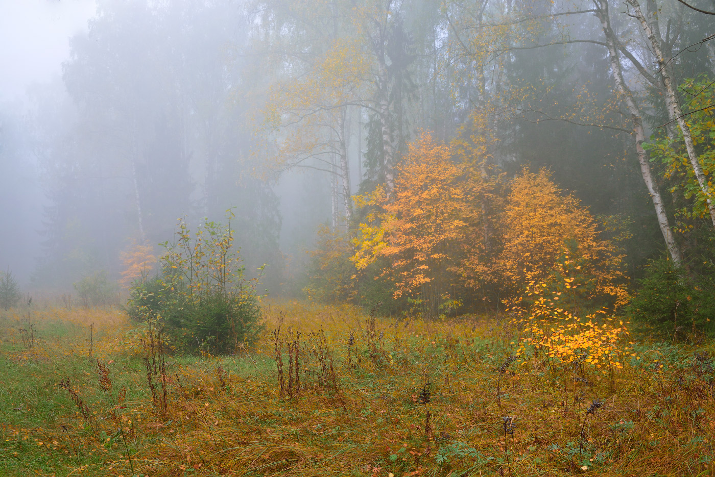 Вдали показался лес. Осень туман. Осенний туман. Пасмурный осенний день. Туман осенью.