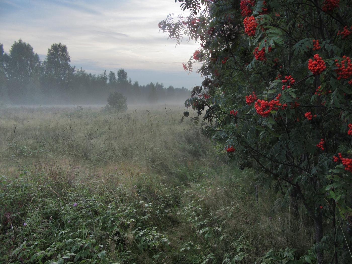 Дождь в лесу описание. Пейзаж туман. Утренний туман. Пасмурный летний день. Туманное летнее утро.