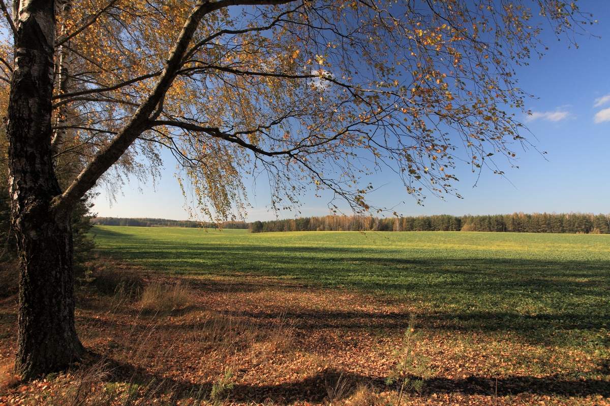 Осенний ветер. Осень ветер. Ветреная осень. Ветренно осенью. Солнечно и ветрено.