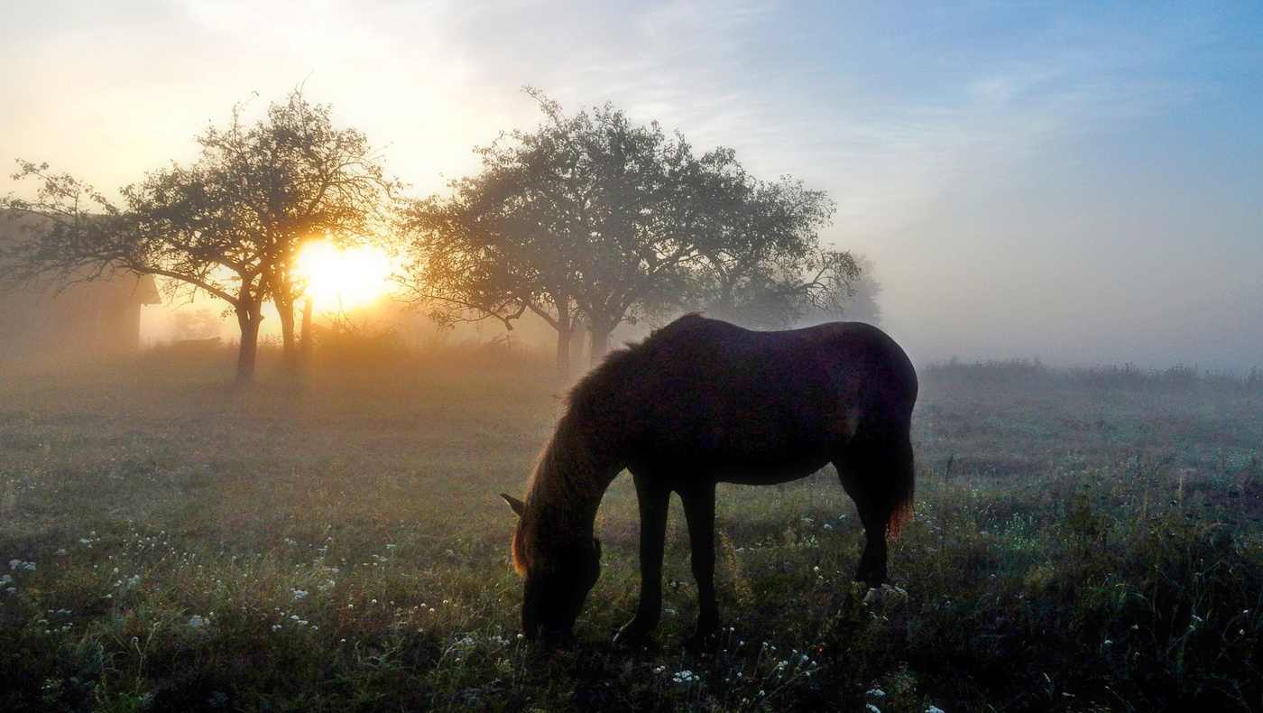 September morning. Утро в деревне. Деревенское утро. Утро в деревне картинки. Заставка утро в деревне.