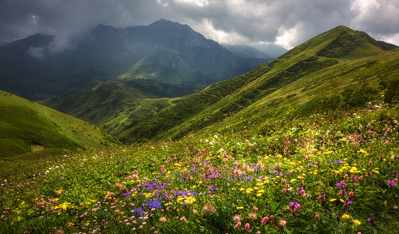 Кавказские горы Альпийские Луга