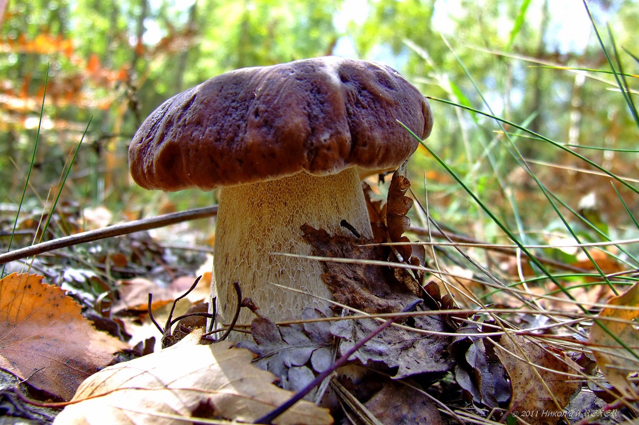 Белые грибы в ноябре