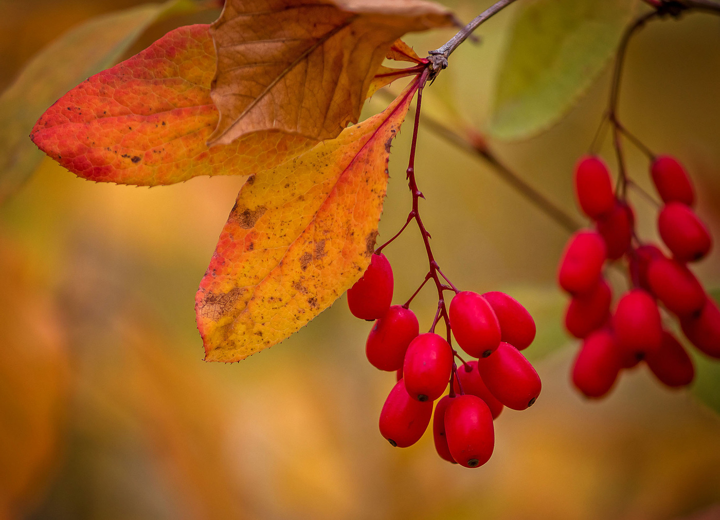 Осенние ягоды Барбарис лист