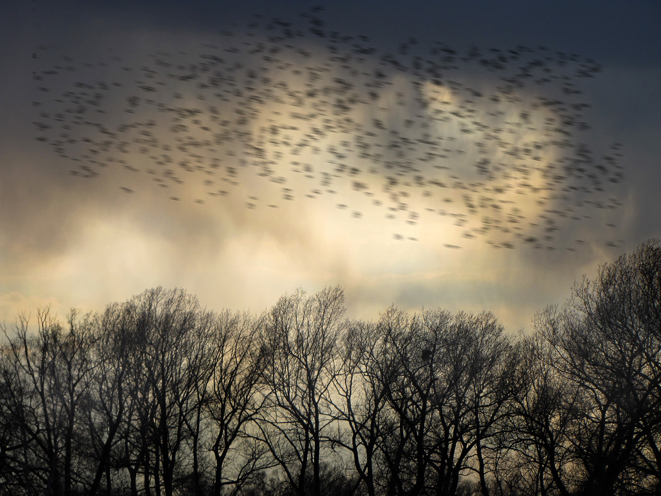 миграция скворцов в риме. стая птиц. дождь из птиц. стая ворон. дождь из птиц.