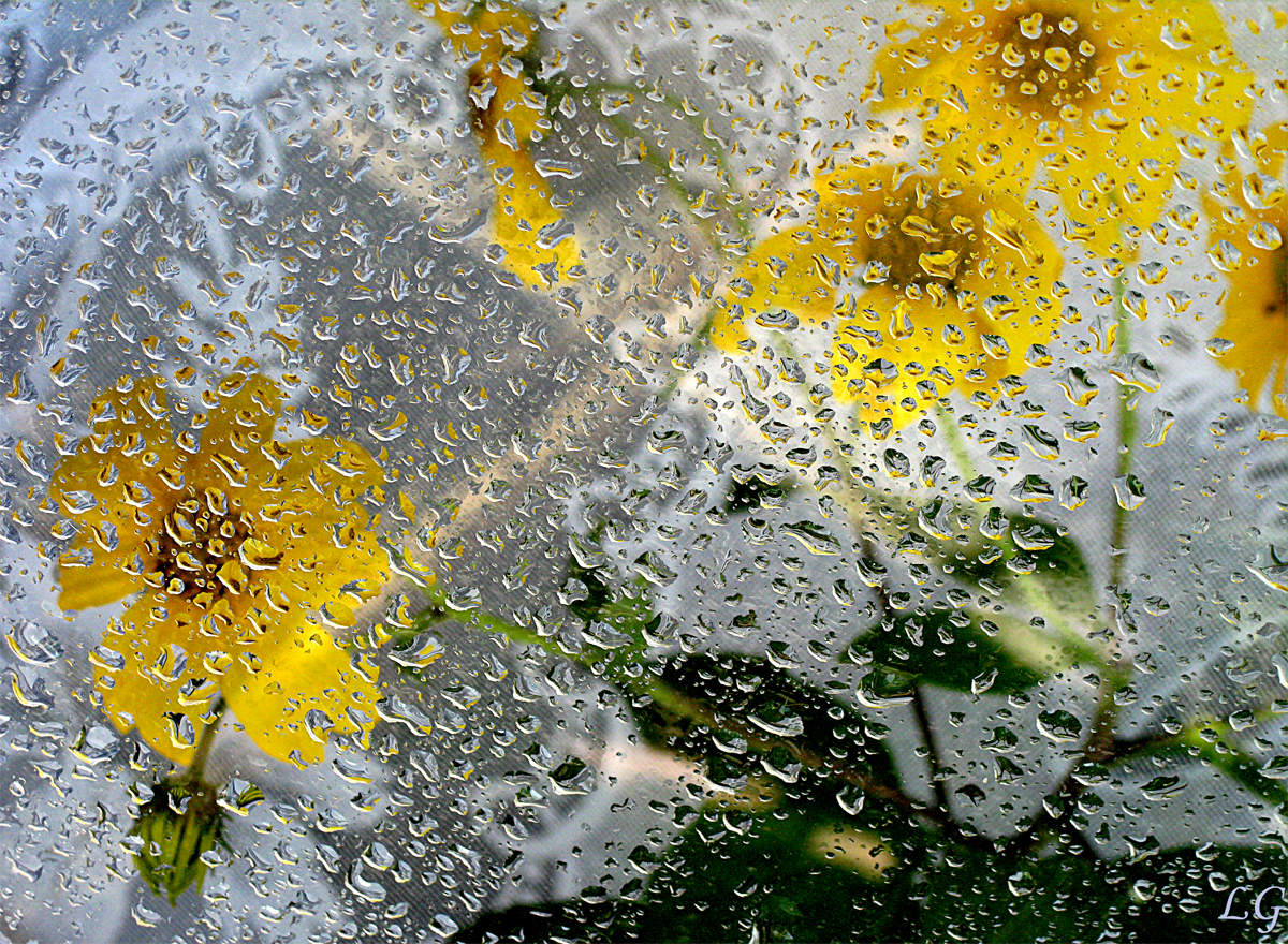 картинки мокрых цветов