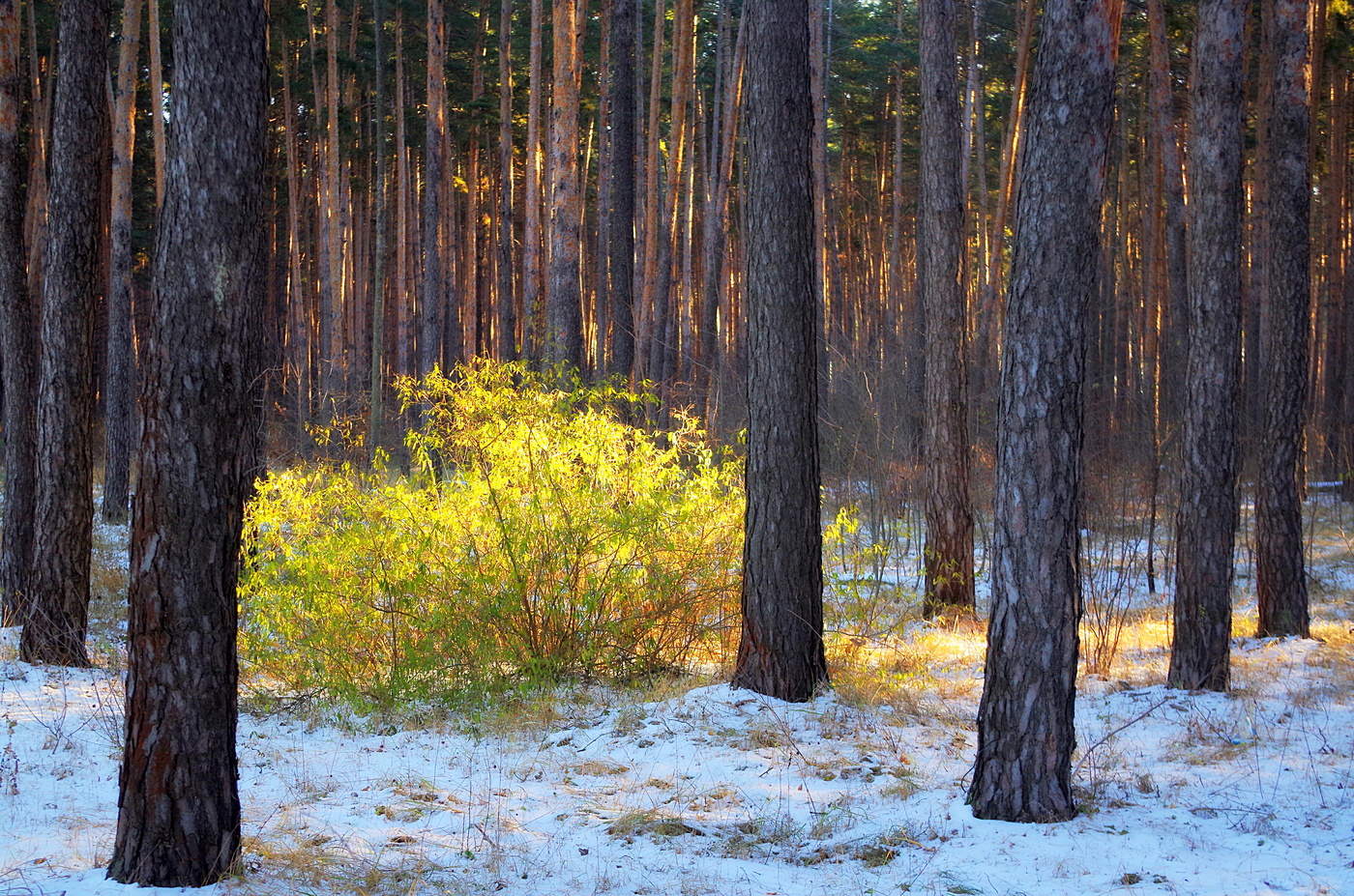 Первый снег в Сосновом лесу обои
