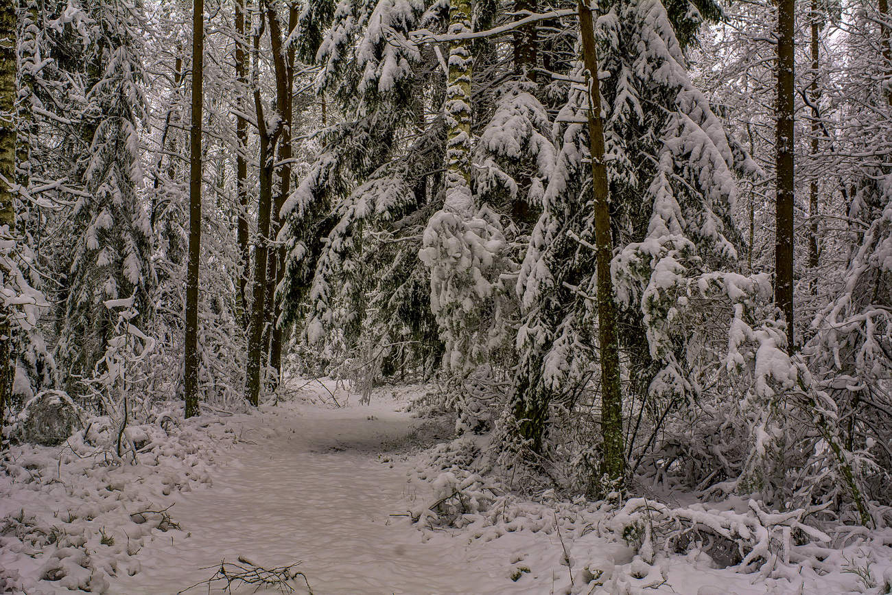 Дремучий лес зимой