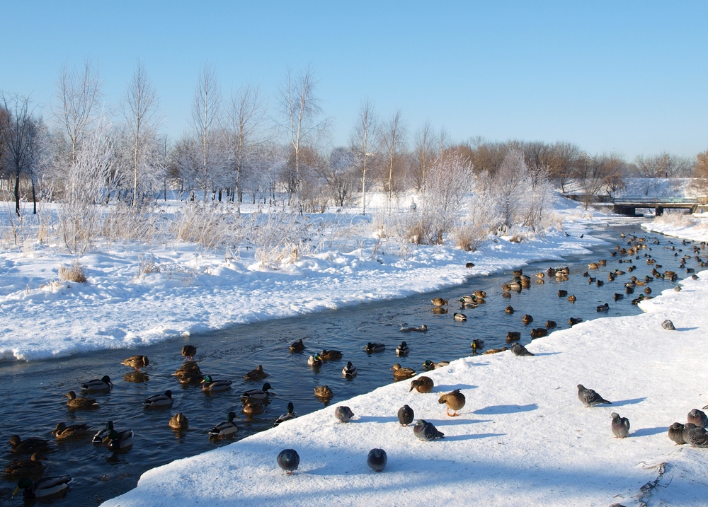 Птицы на дорогах зимой. Утки на реке зима. Конец зимы. Утиное озеро зимой. Утки на реке зимой.