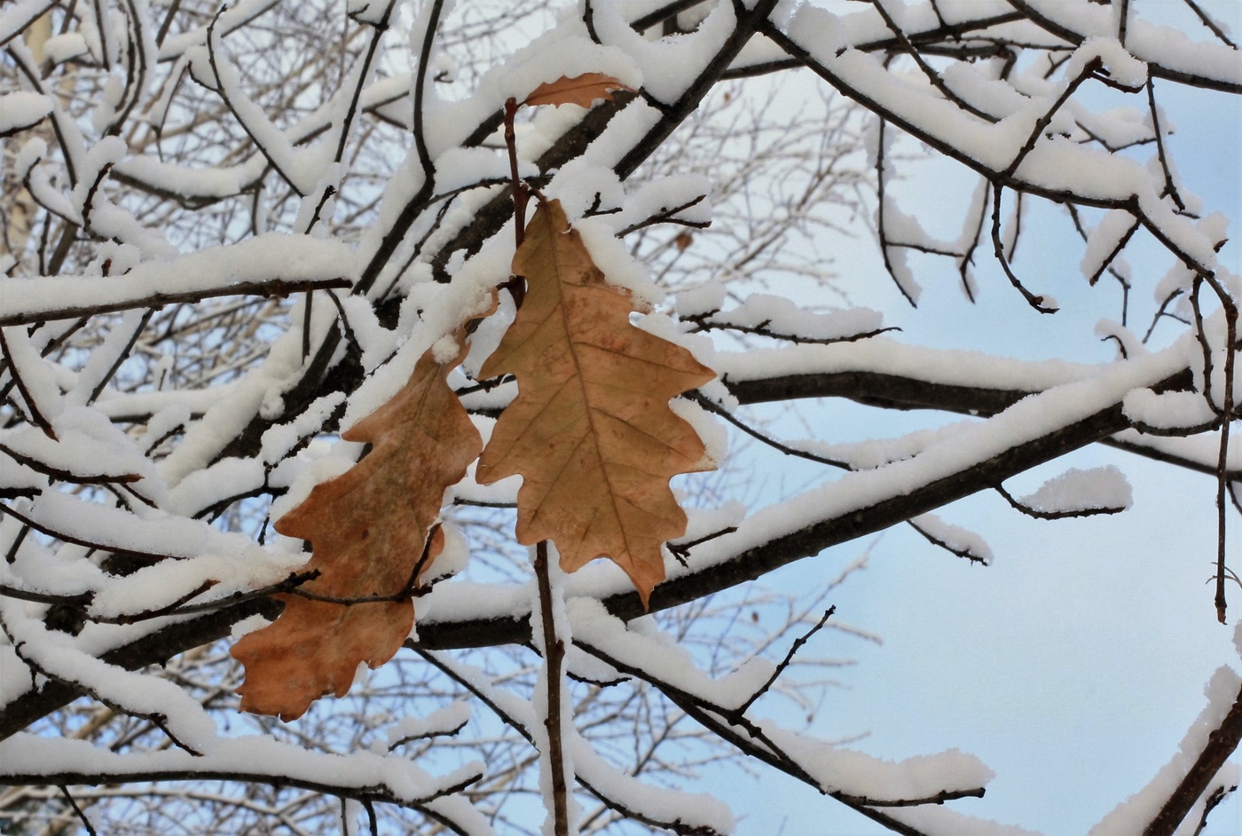 Сугробы листьев. Снег и листва Наумова. Зимовка.