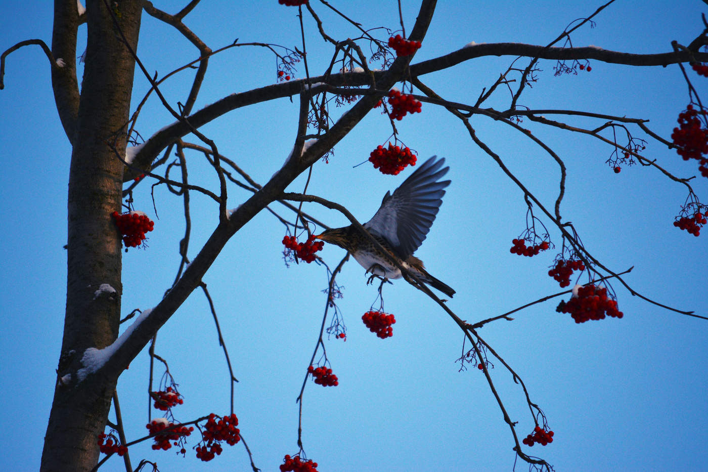 Turdus pilaris - Дрозд-рябинник / Эту зиму дрозды решили остаться дома Не  иначе полно корма